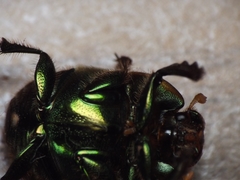 Proagoderus pactolus