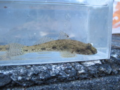 Glossogobius olivaceus