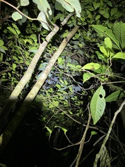 Aristolochia deltantha