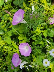 Ipomoea orizabensis novogaliciana