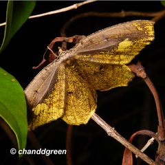 Pareumelea eugeniata