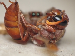 Antodynerus limbatus