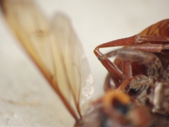 Antodynerus limbatus