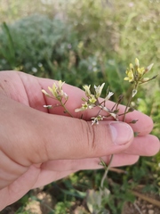 Camelina rumelica