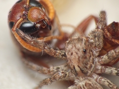 Antodynerus limbatus