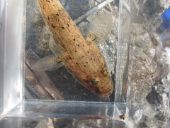 Glossogobius olivaceus