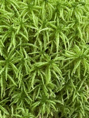 Sphagnum affine