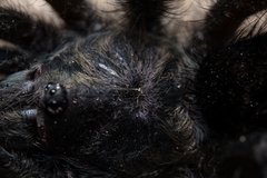 Avicularia purpurea