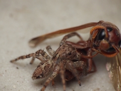 Antodynerus limbatus