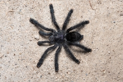 Avicularia purpurea