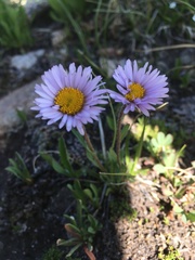 Erigeron simplex