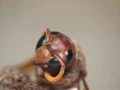 Antodynerus limbatus