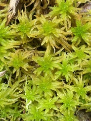 Sphagnum pulchrum