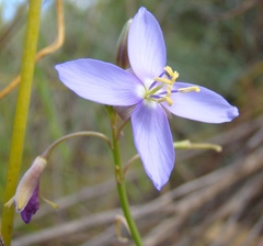Heliophila subulata
