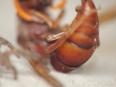 Antodynerus limbatus