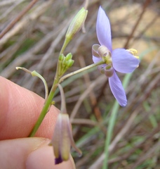 Heliophila subulata