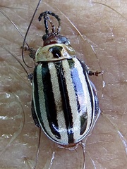 Kuschelina petaurista