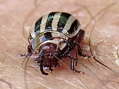 Kuschelina petaurista