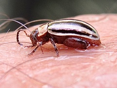 Kuschelina petaurista