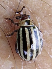 Kuschelina petaurista