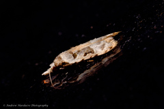 Metacosmesis laxeuta