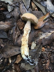 Austroboletus subflavidus