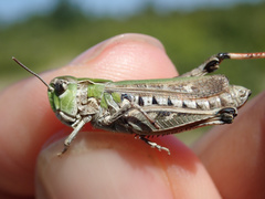 Stenobothrus festivus