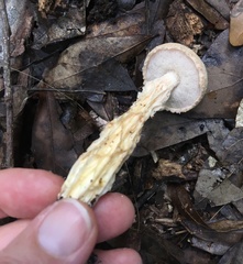 Austroboletus subflavidus