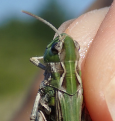 Stenobothrus festivus