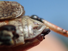 Stenobothrus festivus