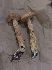 Austroboletus subflavidus