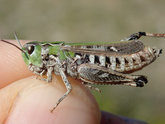 Stenobothrus festivus