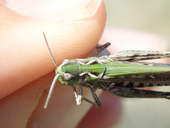 Stenobothrus festivus