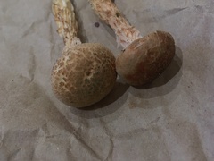 Austroboletus subflavidus