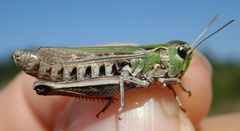 Stenobothrus festivus