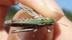 Stenobothrus festivus