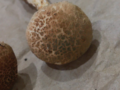 Austroboletus subflavidus