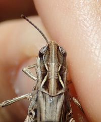 Stenobothrus festivus