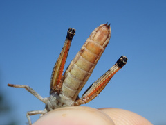 Stenobothrus festivus