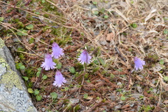 Soldanella pusilla
