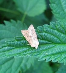 Photedes fluxa