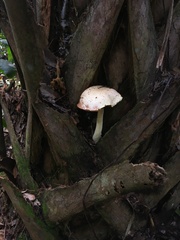 Tylopilus griseolivaceus