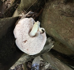 Tylopilus griseolivaceus