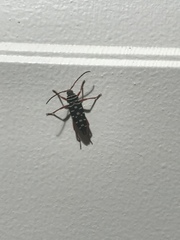 Placosternus crinicornis