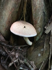Tylopilus griseolivaceus