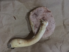 Tylopilus griseolivaceus