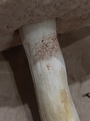 Tylopilus griseolivaceus