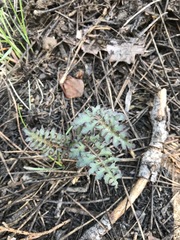Pedicularis semibarbata