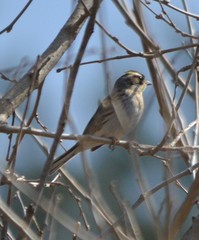 Emberiza