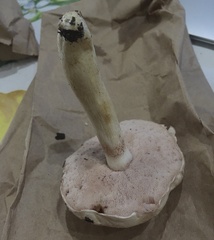 Tylopilus griseolivaceus